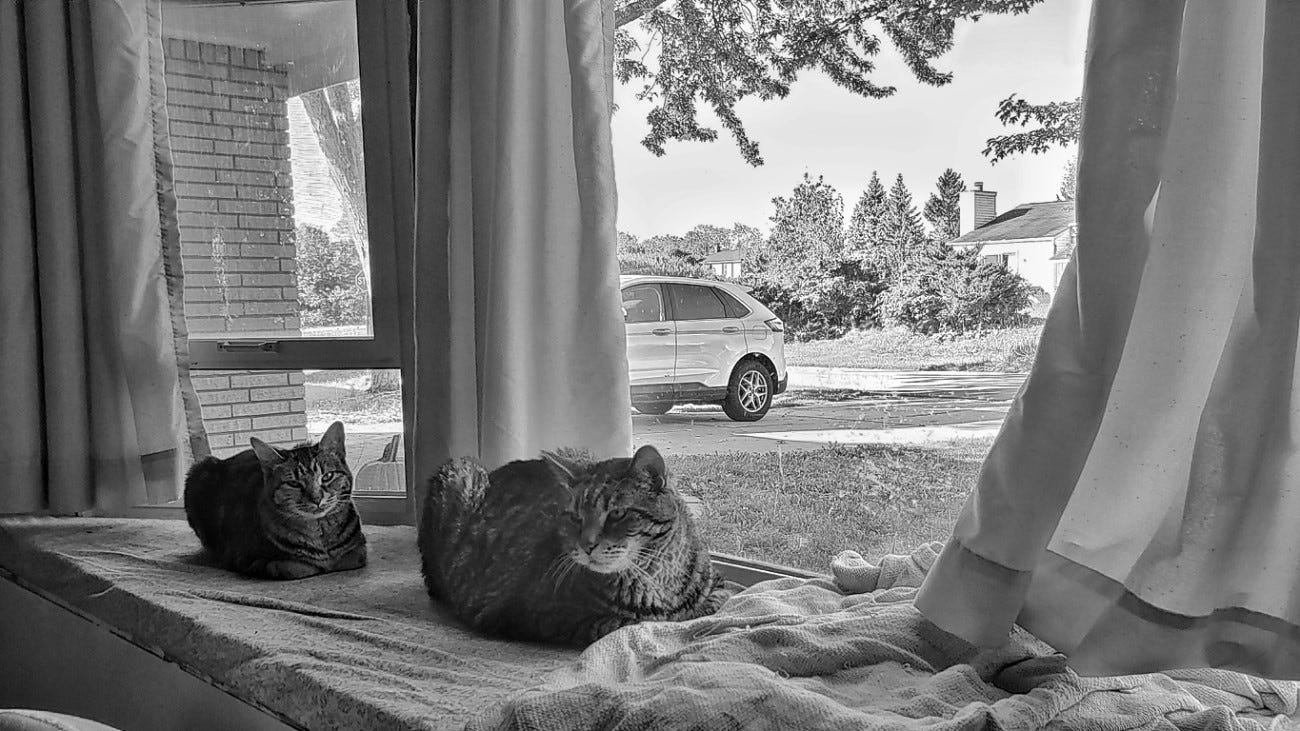 Two loafs/cats sitting on a window ledge in front of a bay window with a sunny suburban day outside