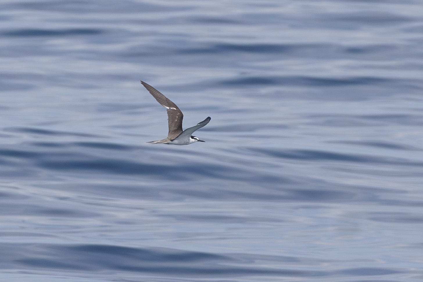 a white-bellied bird with long, pointed, dark wings flying to the left against the sea. it has a dark cap and lines through tis eyes connecting the cap to its black beak, like a bridle.