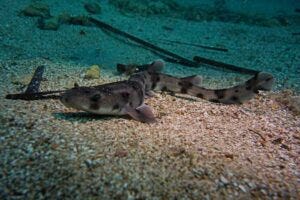 nursehound shark