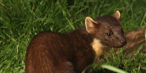 The Fascinating Lives of Highland Pine Martens primary image