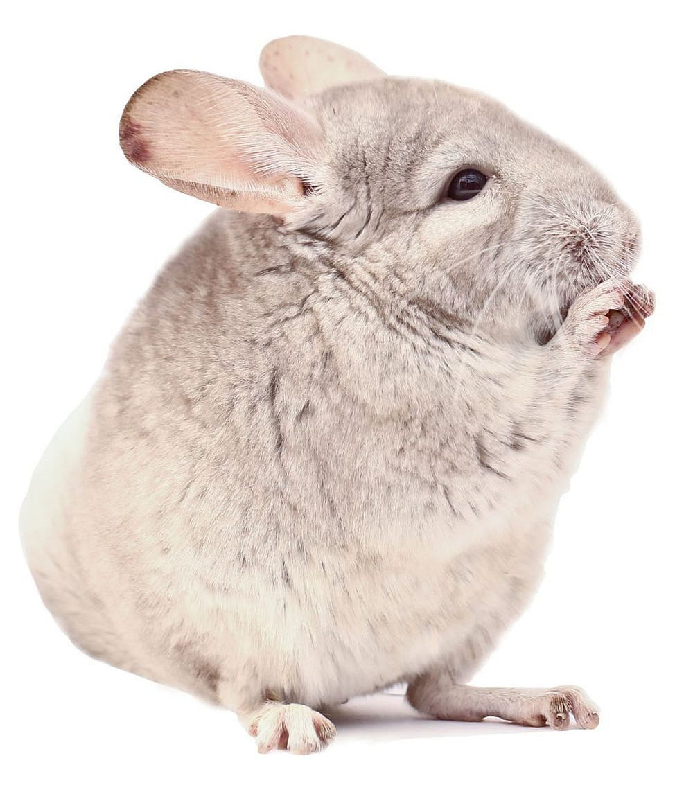 Pet chinchilla