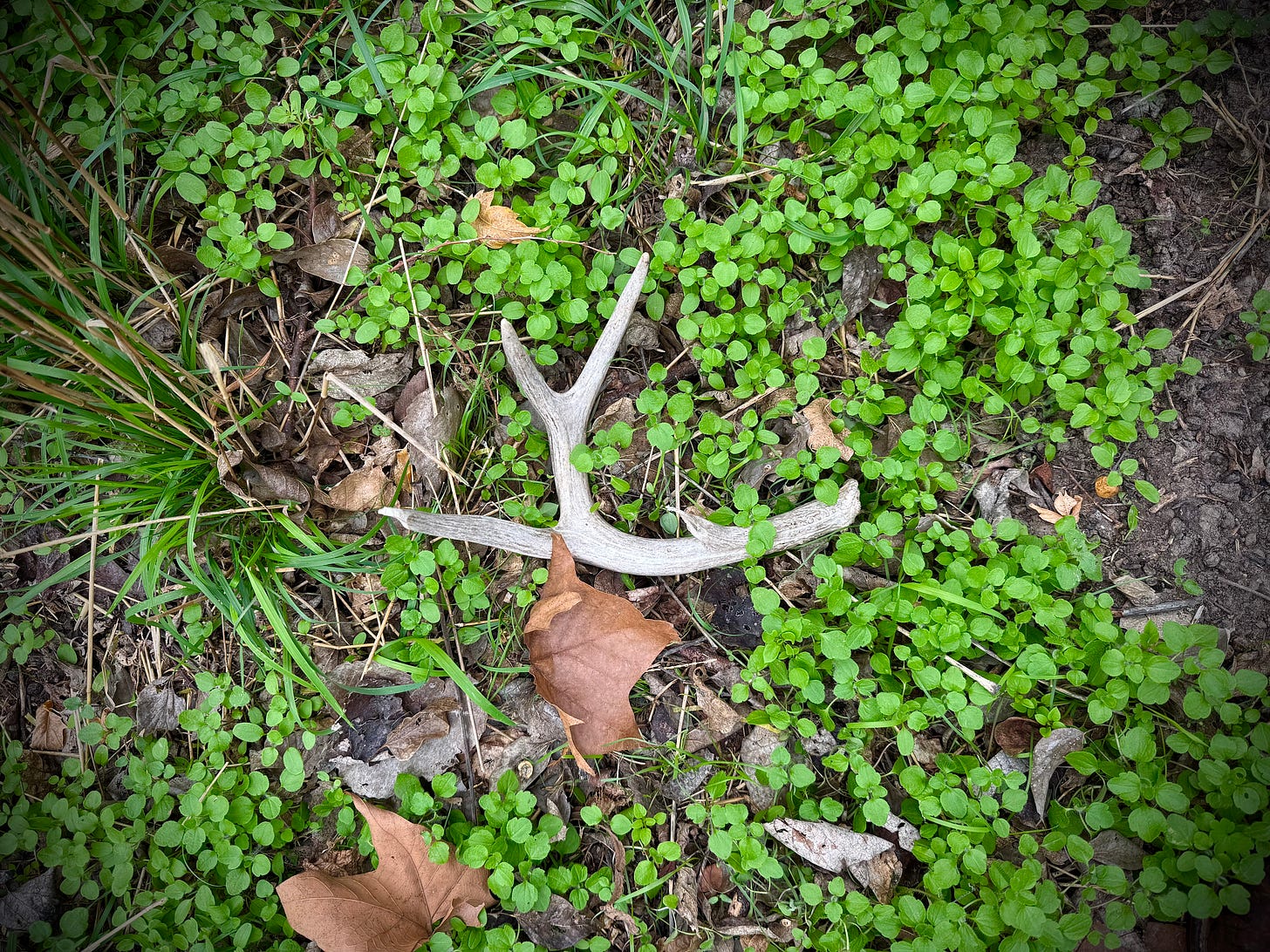 Antler shed in the swamp behind the abandoned dairy plant, Jan. 1, 2025