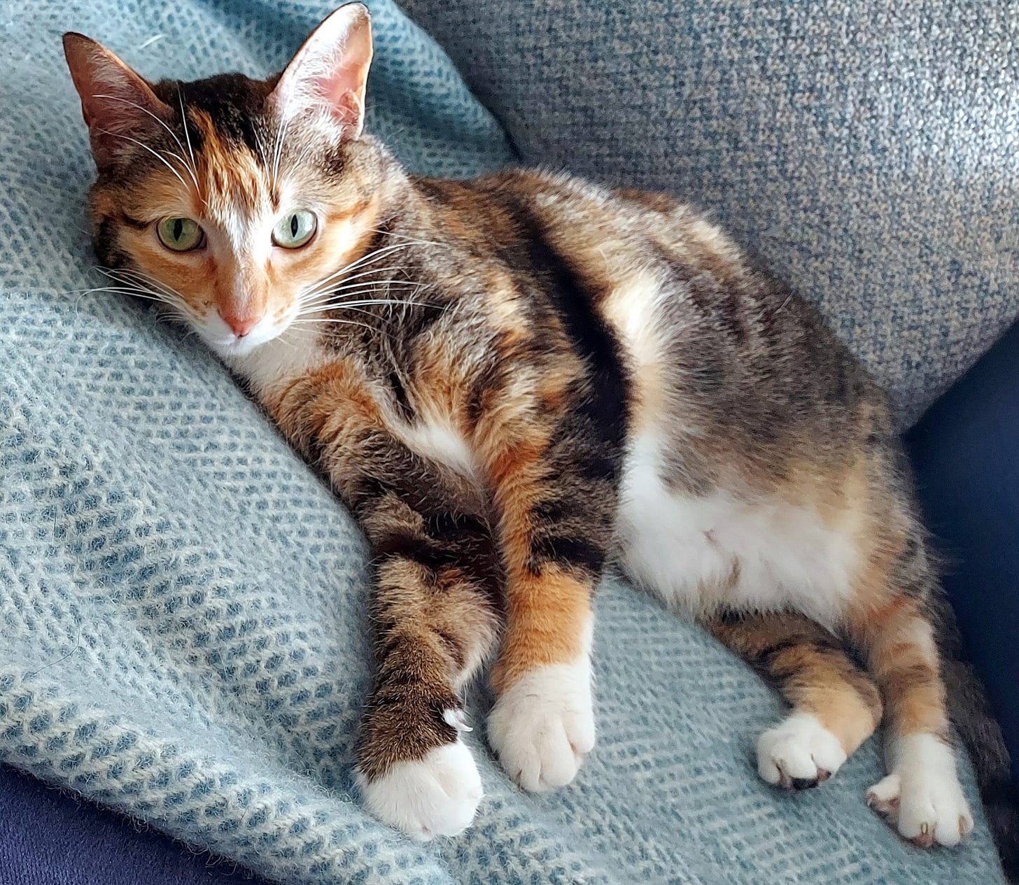 Tortoiseshell cat lying on a blue and white blanket, staring into the camera lens.