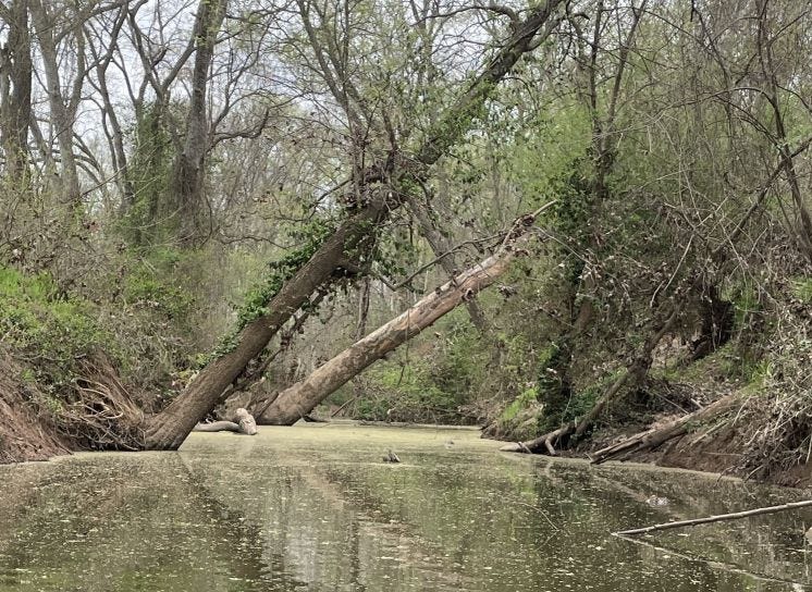 creek with yellow pollen film, two large trees fallen from left bank to right