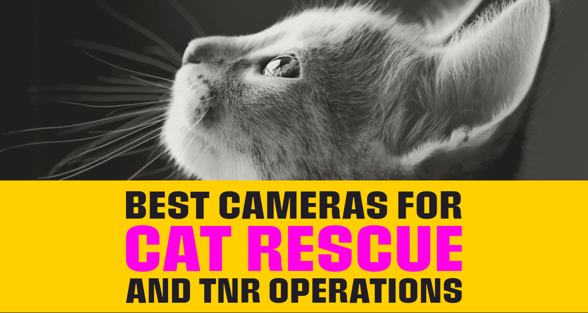 Best Cameras for Cat Rescue and TNR Operations