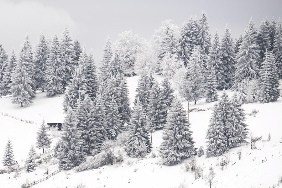 Frozen winter forest pine trees in December by Andreea Mihaela Rosca