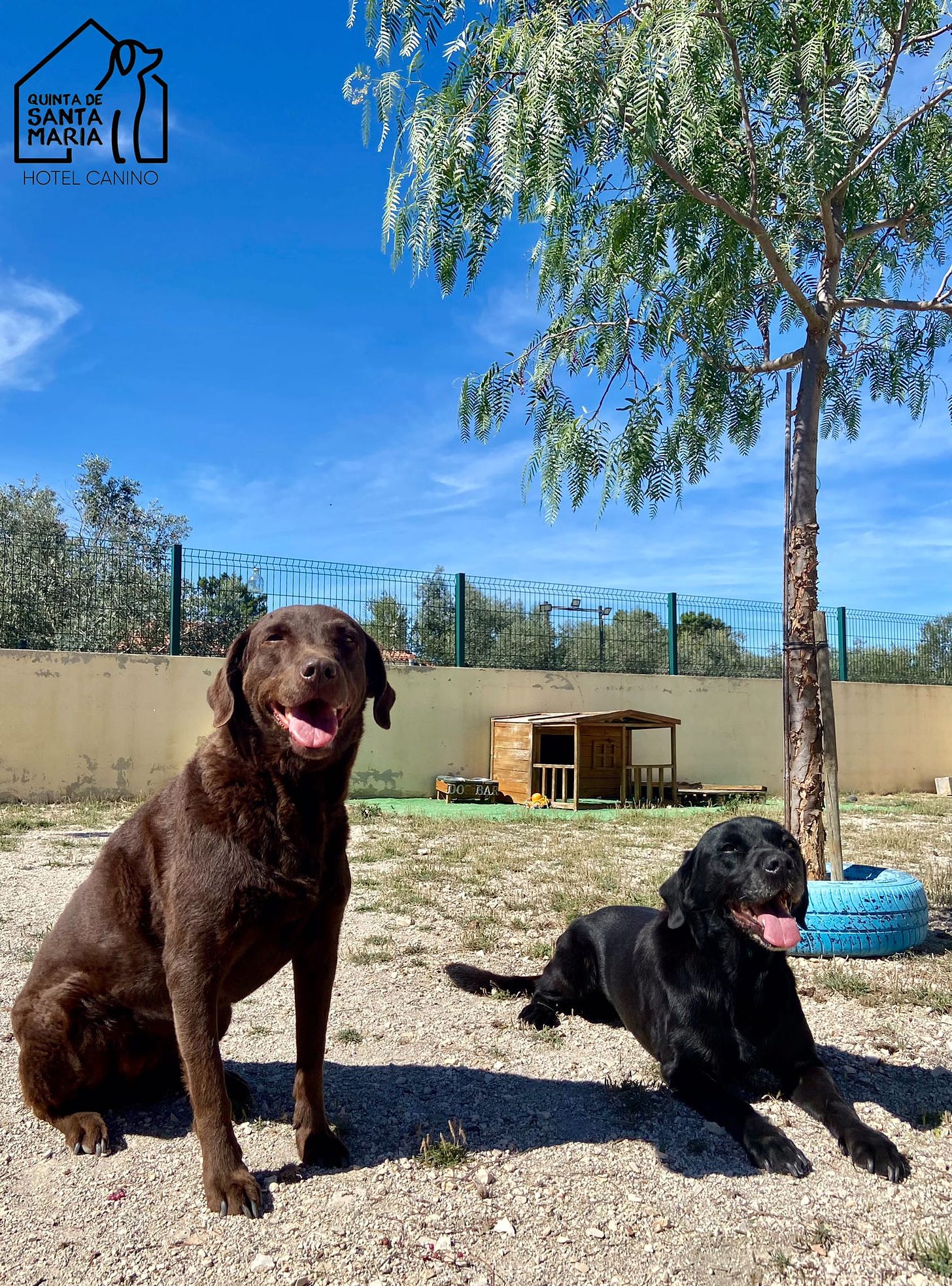 Bobby & Hummock enjoying their stay at Quinta de Santa Maria