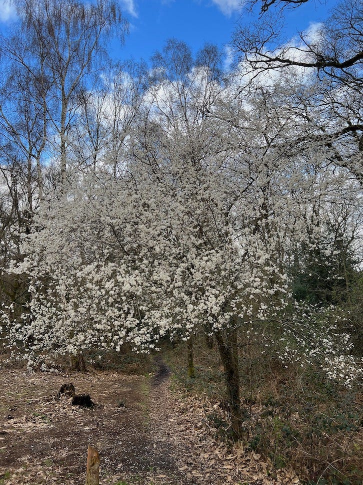 Photo by Author — tree in bloom