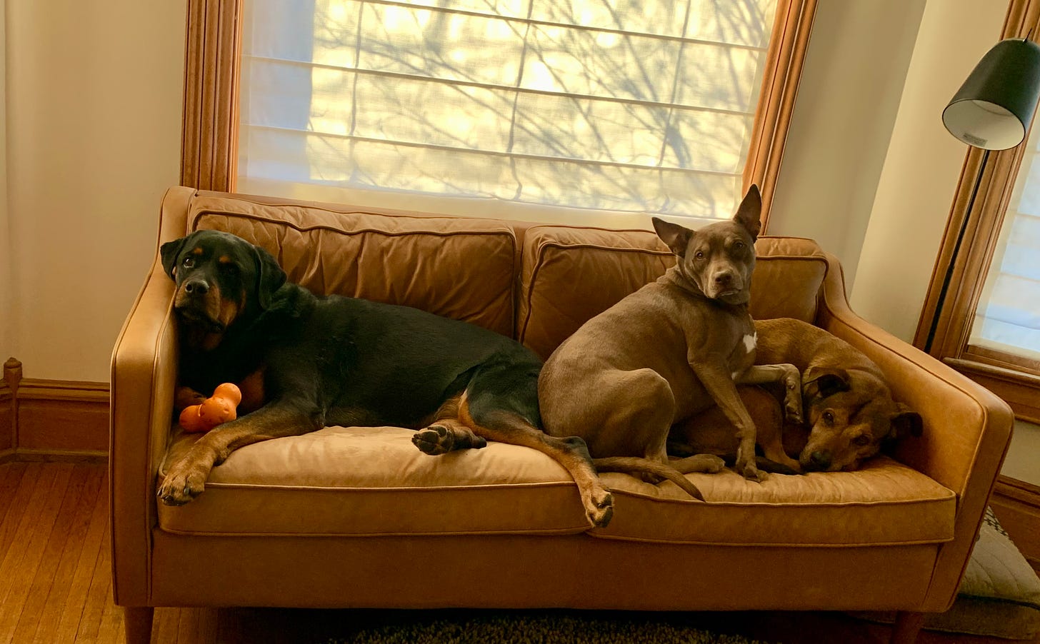 one black dog with orange toy and two caramel-colored dogs on a caramel-colored sofa with shadows of bare branches visible behind the white curtain