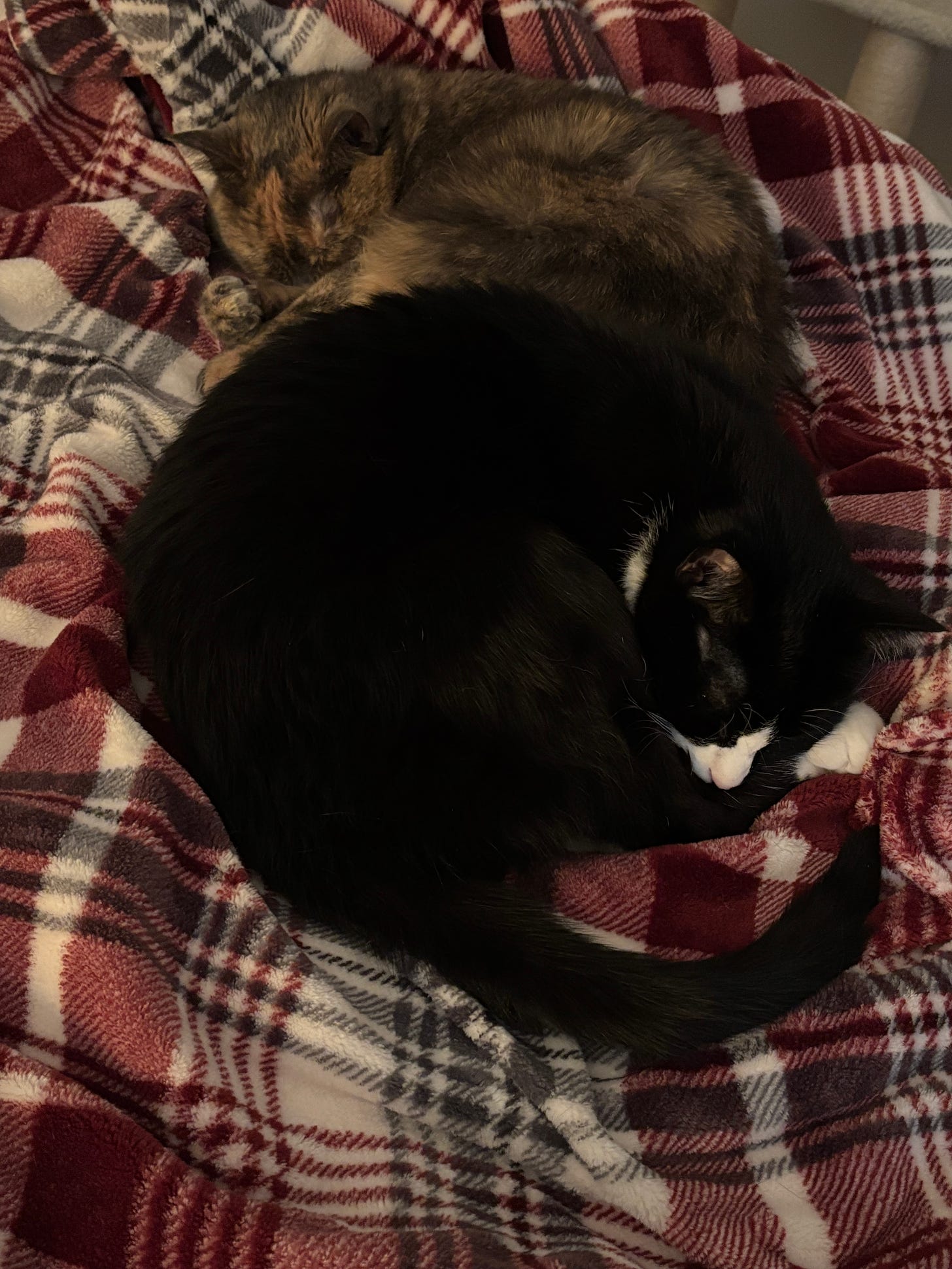 A tuxedo cat (foreground) and a dilute tortoiseshell cat (background) are curled up and sleeping side by side on a red plaid blanket.