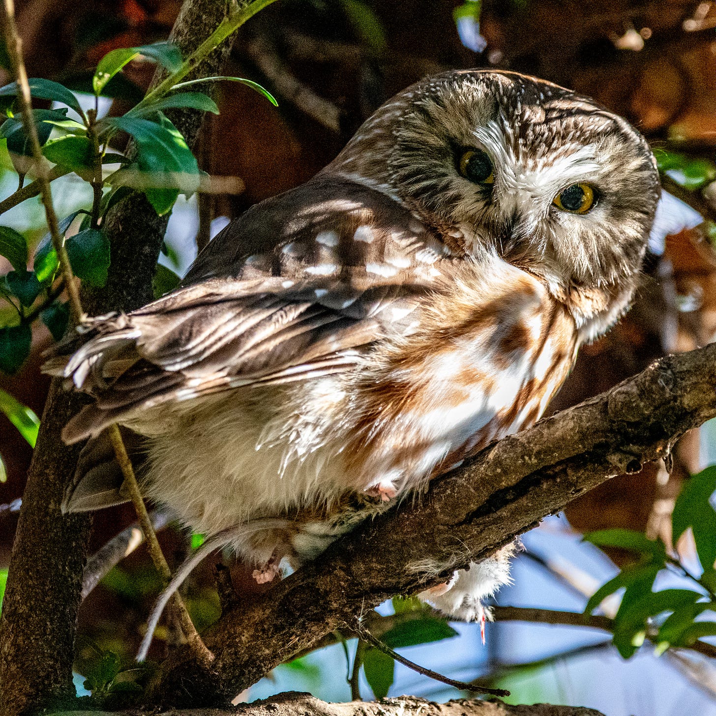 A Northern saw-whet owl is staring at the viewer with yellow eyes, its russet chest raked by sun, while holding in its talons a mouse, the tail and one rear leg of which is just visible"