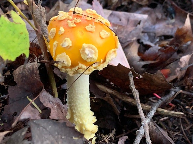 Image of Amanita muscaria var. guessowii, a northern wisconsin mushroom