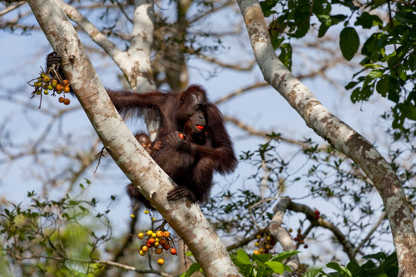 Mother and baby orangutan sit in a fig tree eating figs in Borneo