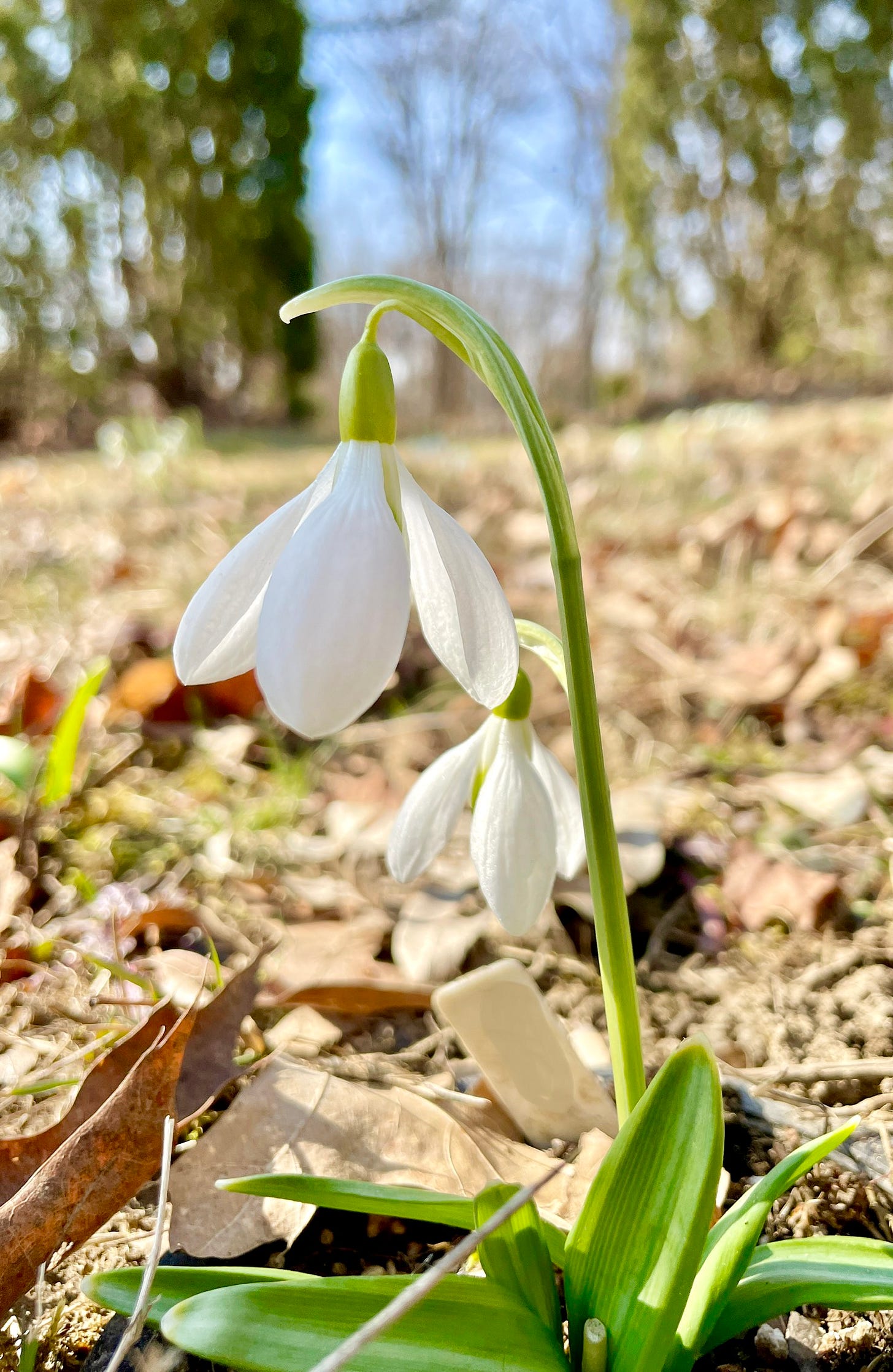 Galanthus ‘The Pearl’ is a really lovely cultivar with large petals. You can see the snipped stem of the bulb in front where a rabbit took a nip, even though they do not like eating these flowers. Galanthus ‘The Pearl’ is a really lovely cultivar with large petals. You can see the snipped stem of the bulb in front where a rabbit took a nip, even though they do not like eating these flowers.