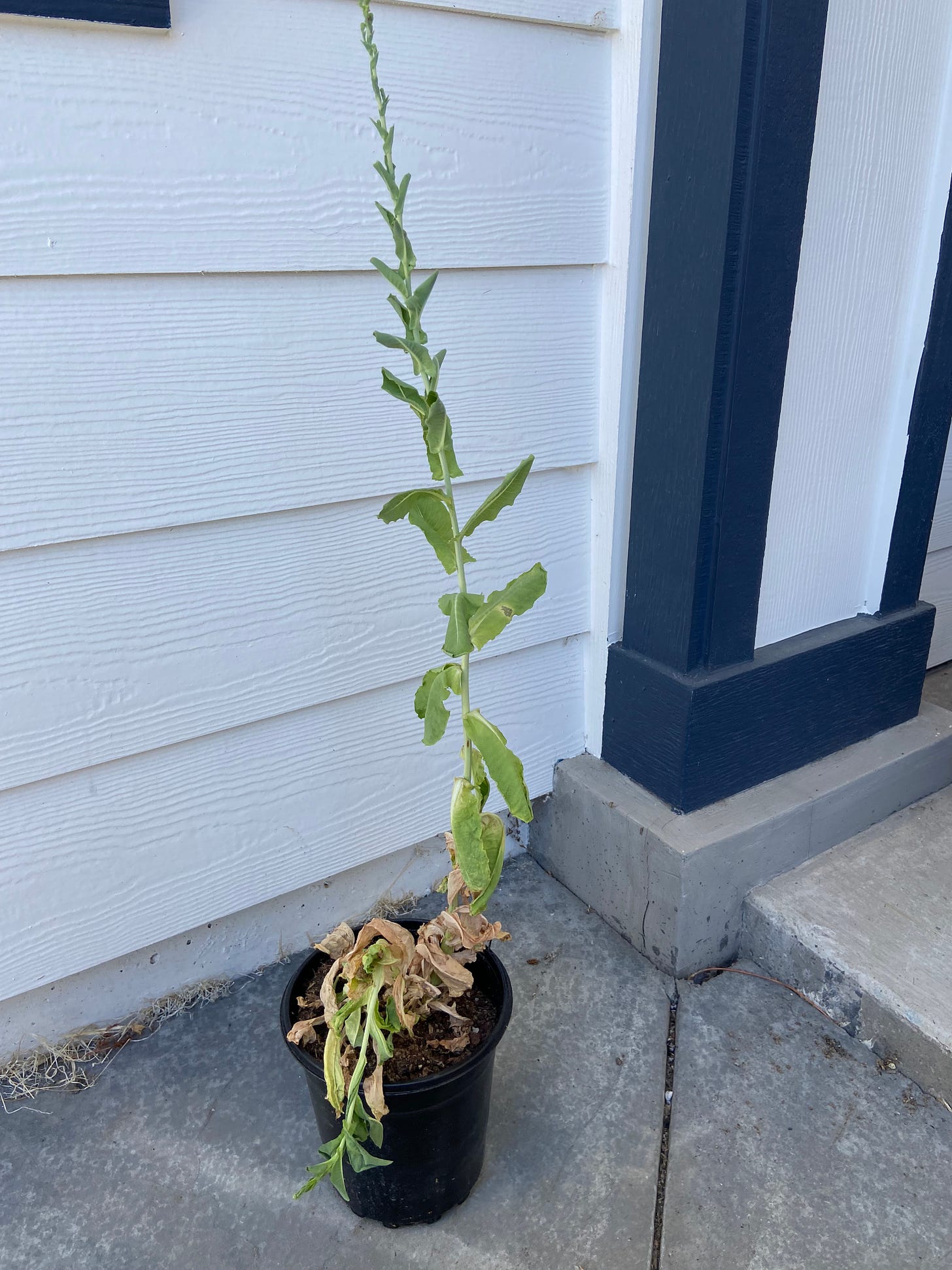 photo of a single lettuce plant with a shriveled base of brown leaves and a single, spindly stalk that is nearly two feet tall, with few wilted leaves along the stem. The plant is in a black plastic pot, sitting on the cement, in front of a white wall with blue trim. 