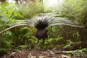 Lyrebird reveals hidden farming talent