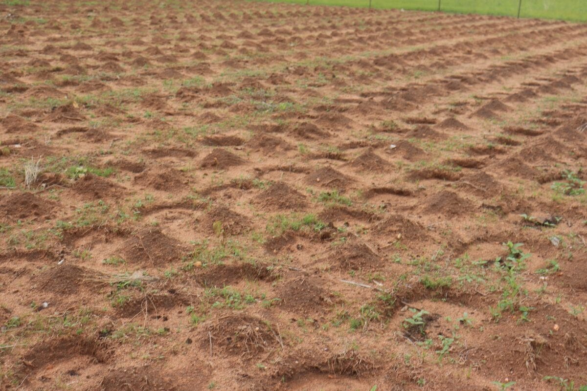 Zai technique on farmland ready for planting in Ouro Andre, Mayo Rey subdivision in Cameroon. Image by Leocadia Bongben for Mongabay.