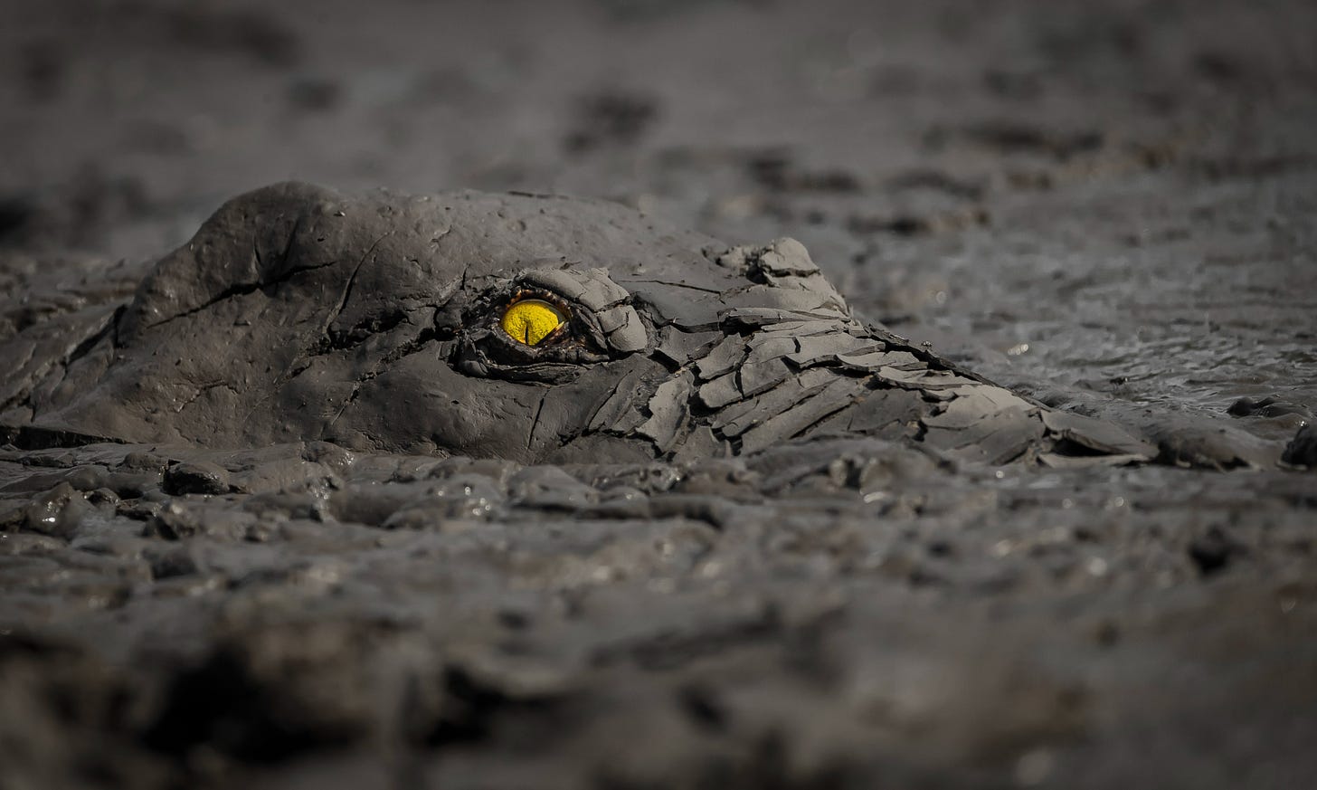 A crocodile's head, covered in drying mud, is just visible in a mud pool.