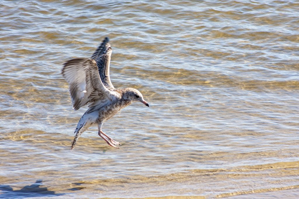 A ring billed gull landing in the water