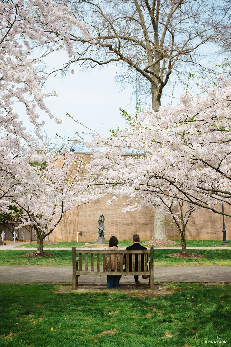 Cherry blossom season