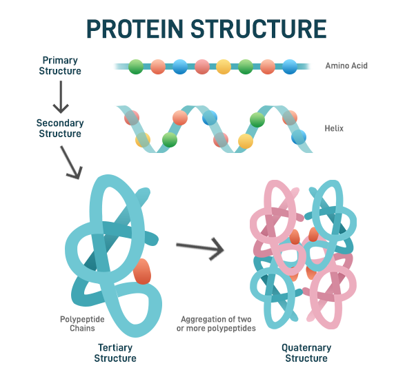 Protein - Definition, Structure, Classification, Functions