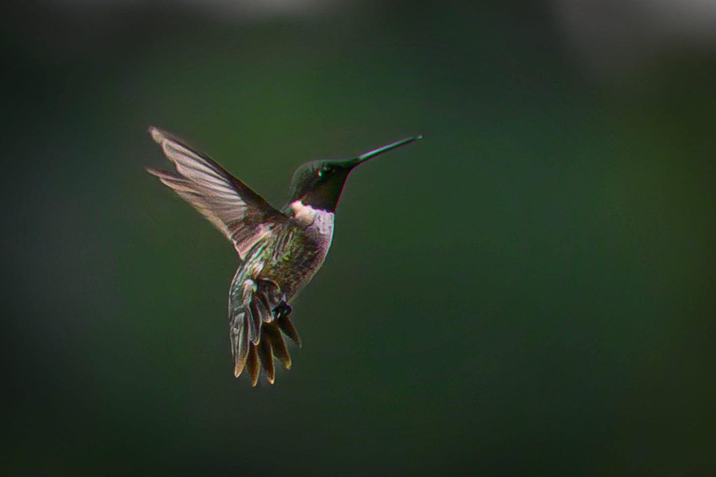 A hummingbird frozen in flight with wings out-stretched seemingly suspended in mid-air