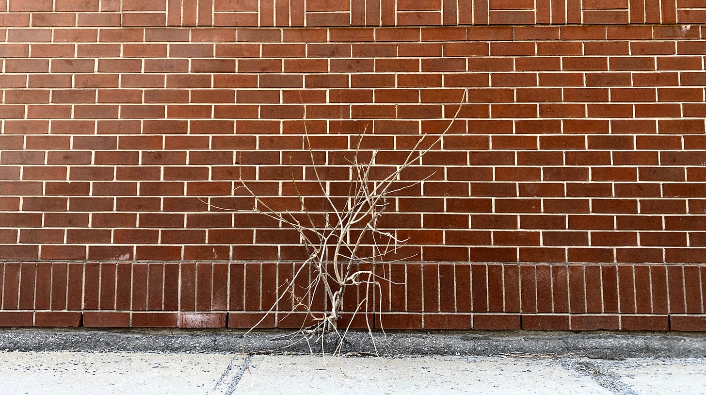 A bare wooden weed grows out of the crack between the sidewalk and a brick wall.