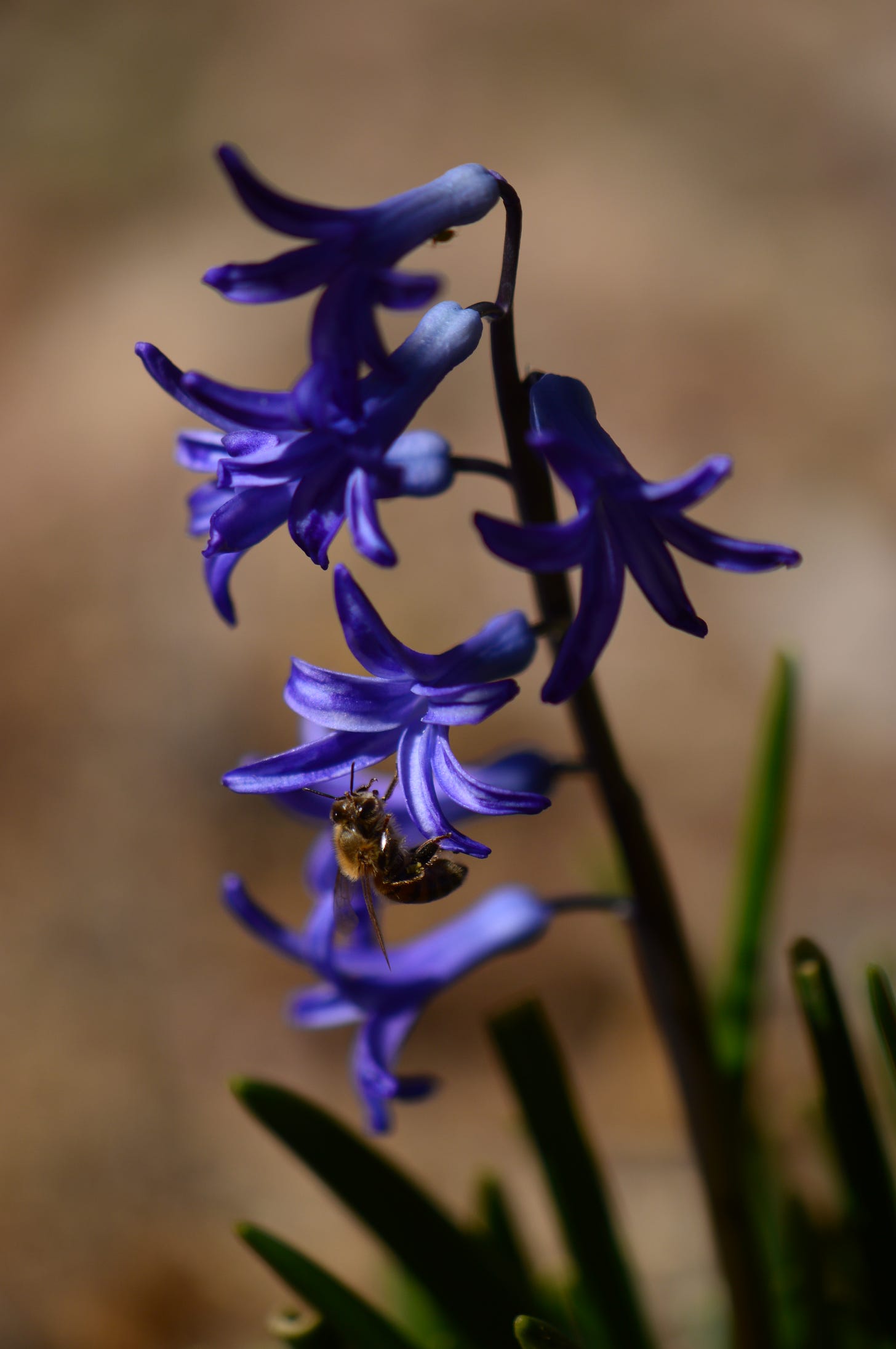 a bee clings to one of the lower florets on a stem of Roman hyacinths