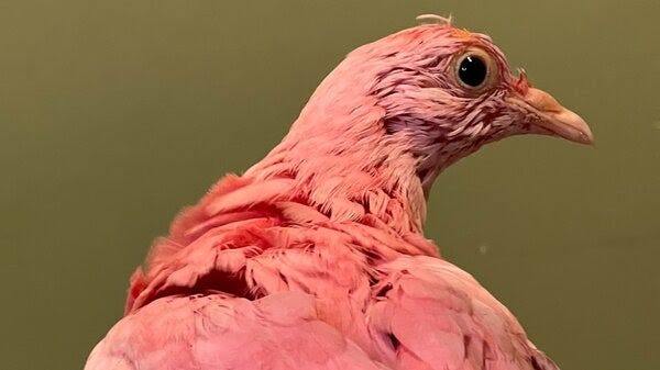 A close-up view of a pink pigeon.