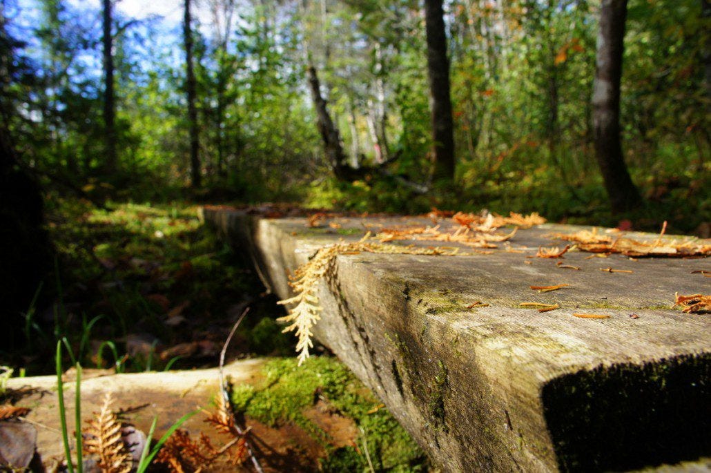 Dozens of planks spanned creeks during our hike.