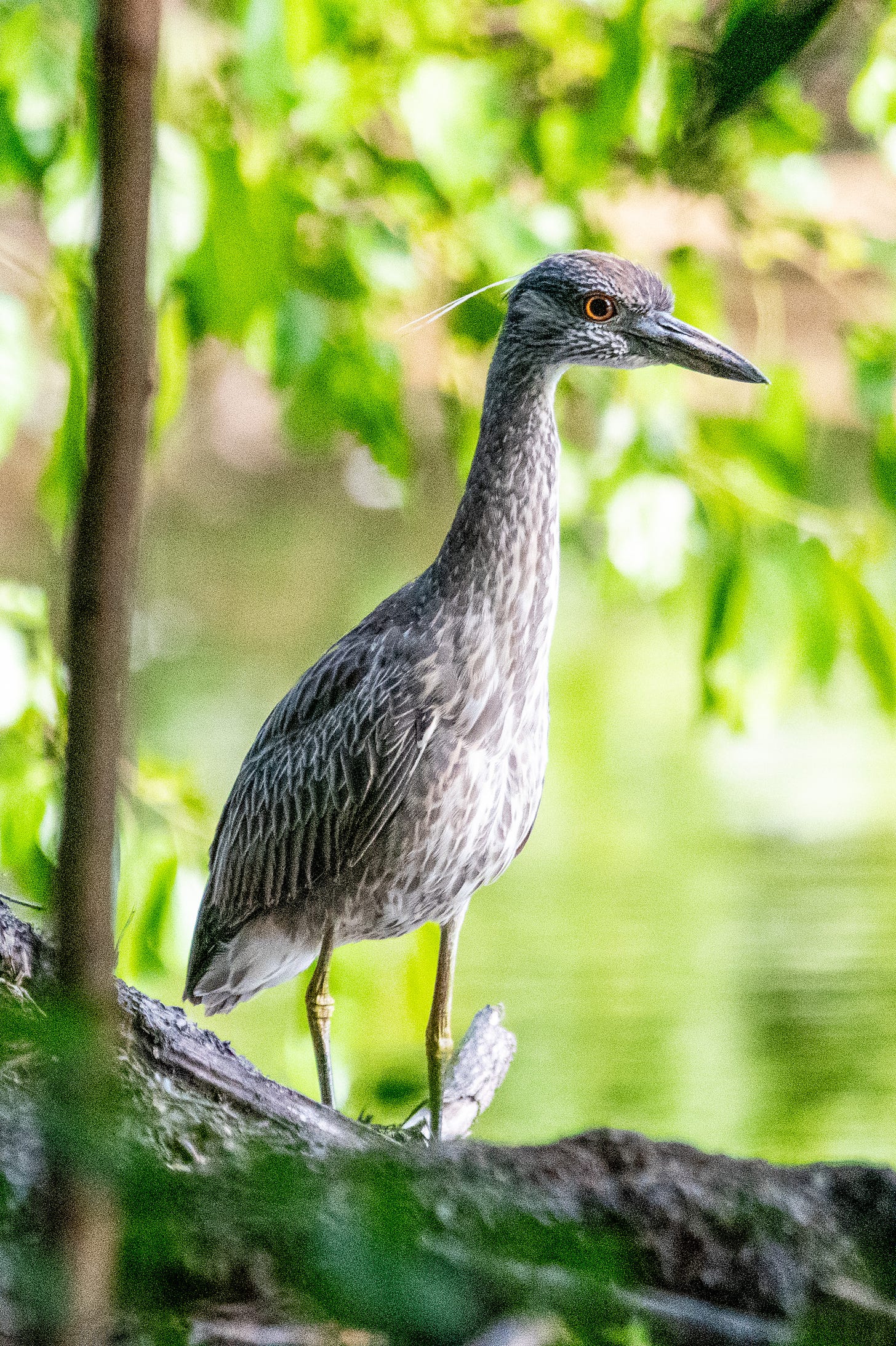 An immature yellow-crowned night heron, with thousand-yard stare and fat-dagger-shaped bill