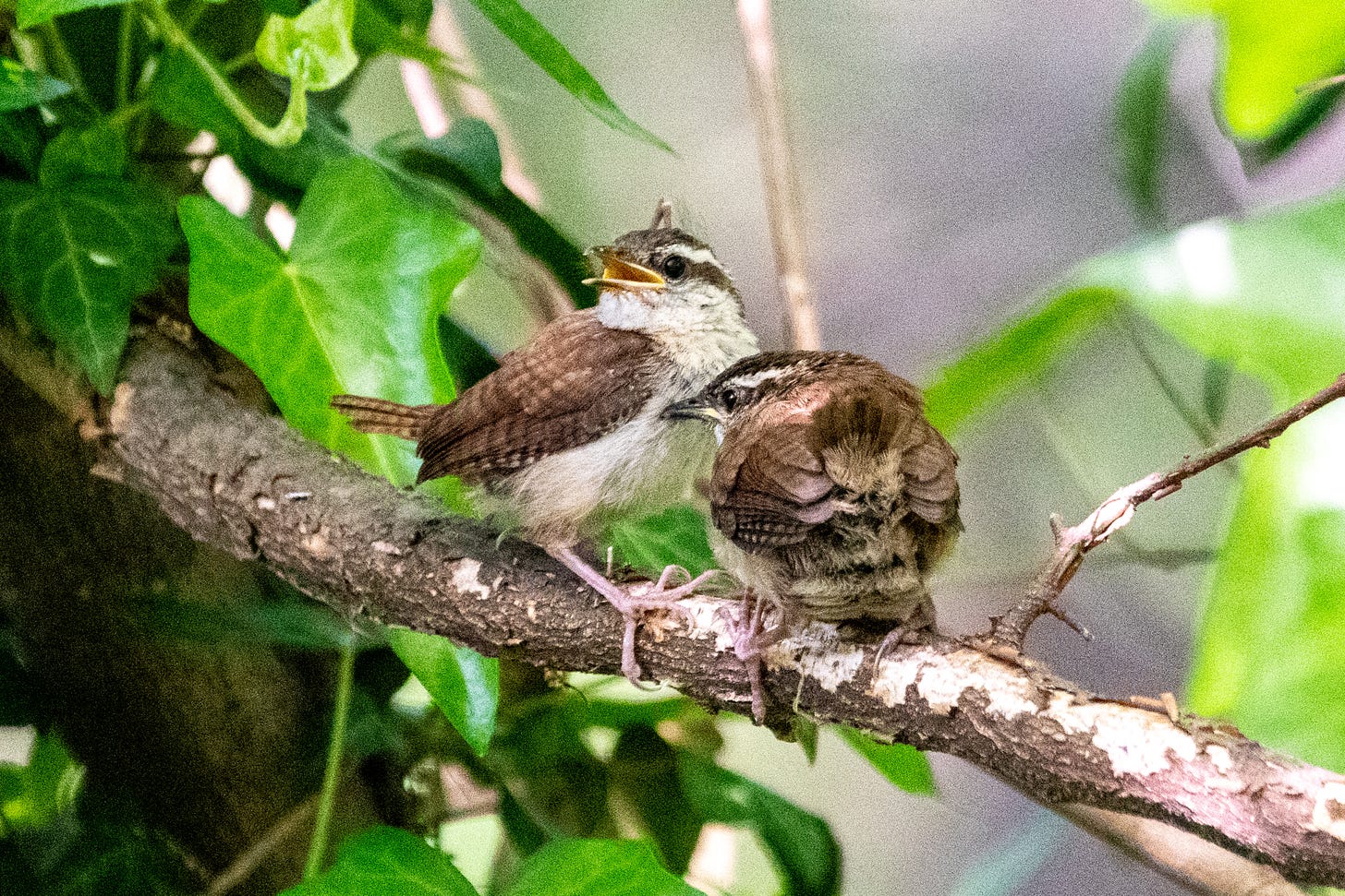 A vocalizing parent and a fledgling child Carolina wren, perched on a single branch