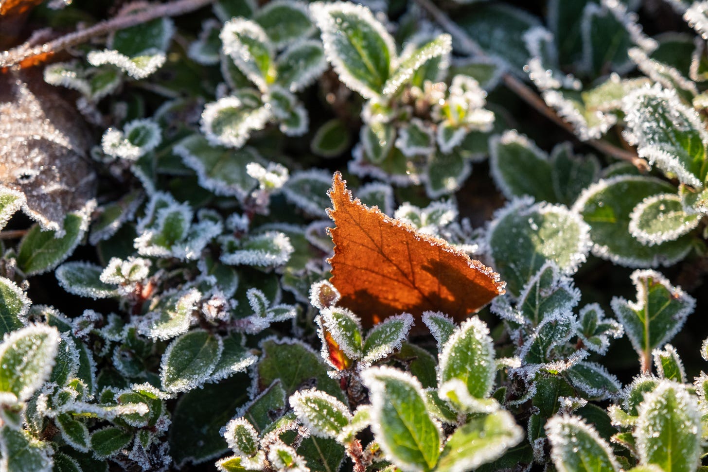 Picture credits: Gras, L. (2021). Leaves and frost.