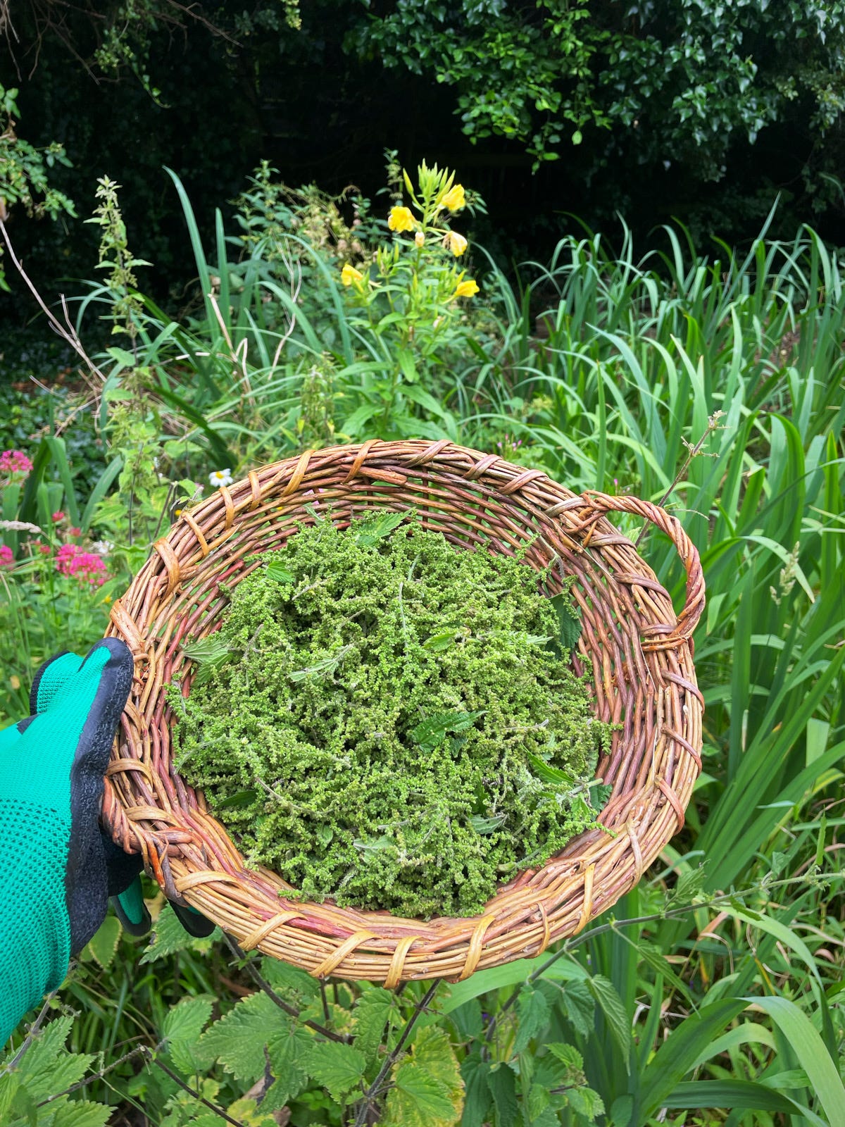 Volunteering at Bethnal Green Nature Reserve and harvesting nettle seeds