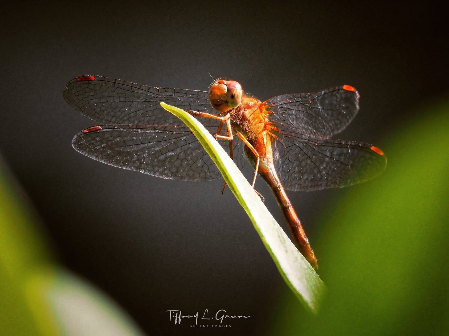 close up of a dragon fly on a green background