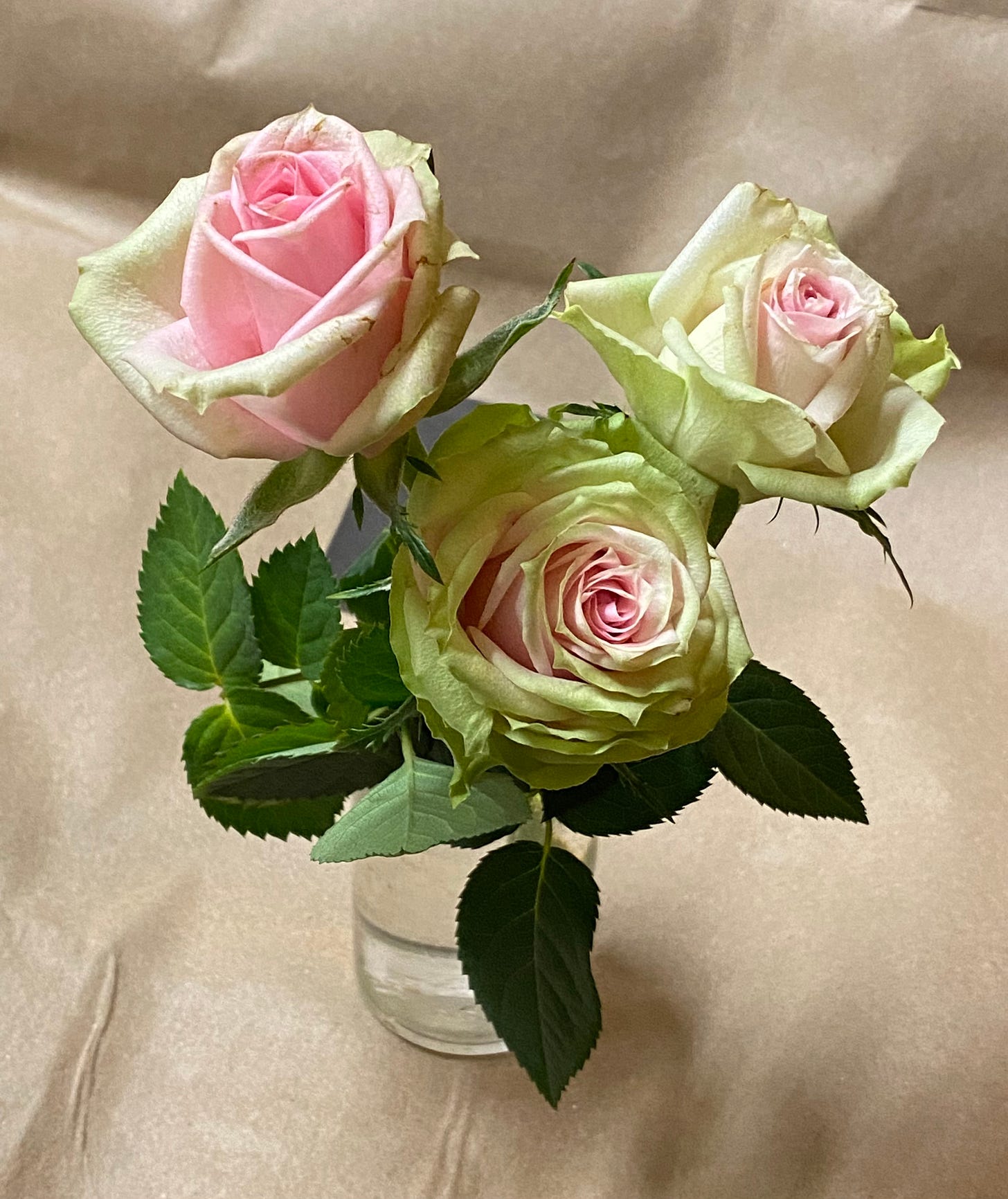 three pink roses with green tips to the petals in a glass vase against a brown paper background 