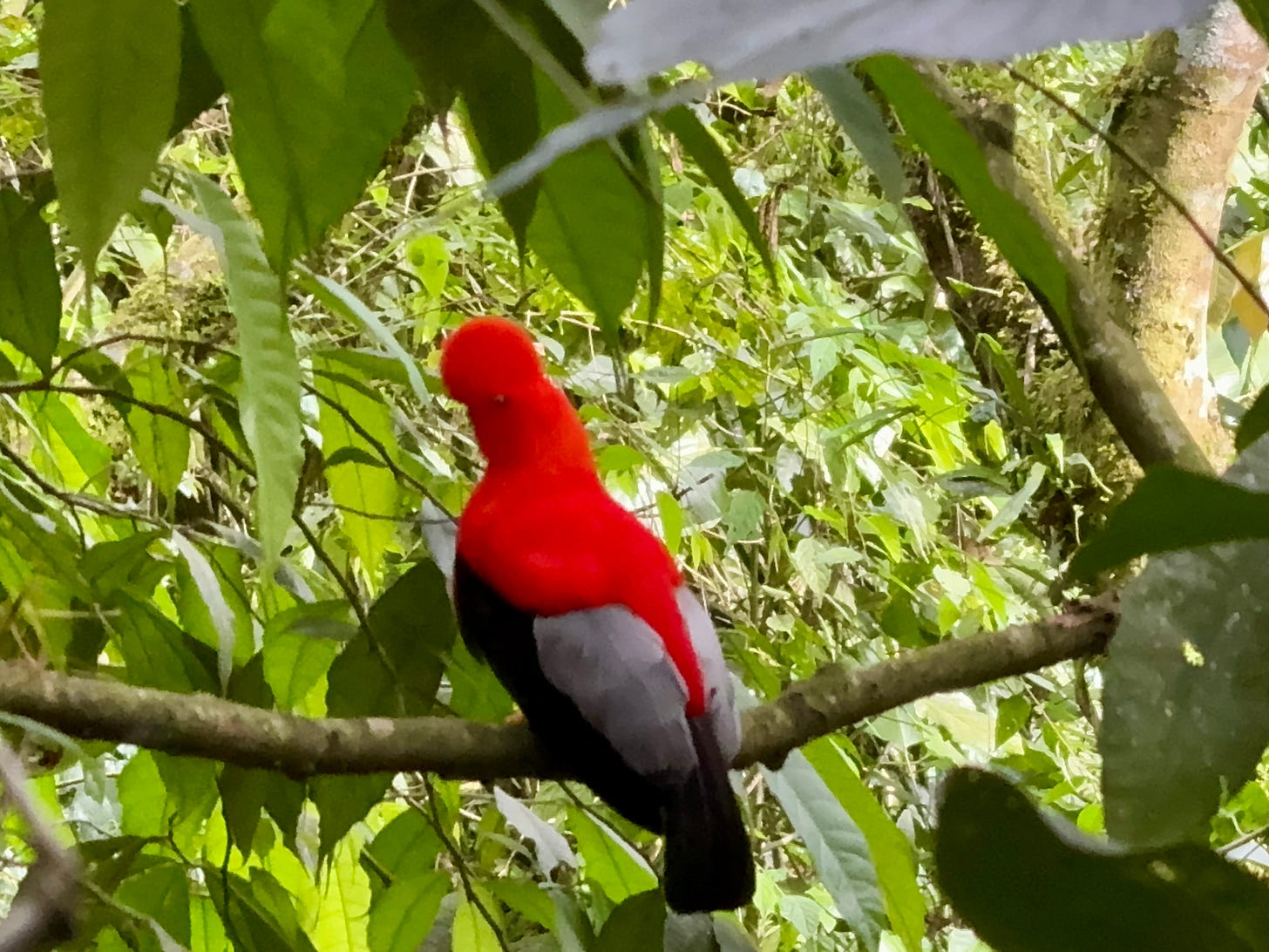 Ave gallito de roja, con un gran plumaje rojo, negro y gris. Foto propia.