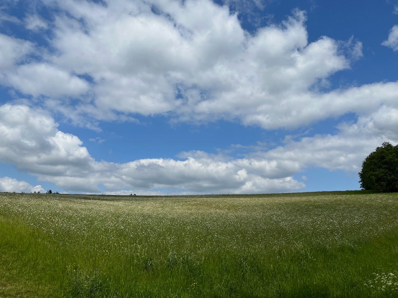 Photo by Author — a summer walk through a field of flowers