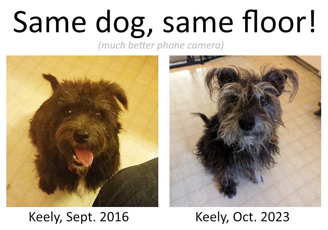 "Same dog, same floor! Much better phone camera!" with two photos of my dog Keely, one where she is all black from 2016 and one where she is mostly gray with some black fur in 2023.