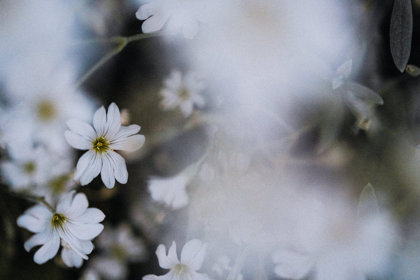 white flowers on a midsummer's night