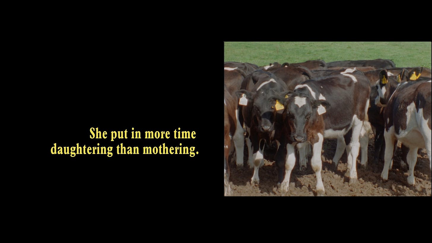 Two screens showing a video installation. There is an image of cows crowded together on a sunny day. Text says “She put in more time daughtering than mothering.”