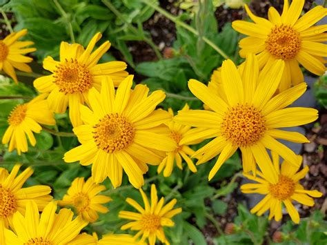 Mountain arnica | plant | Britannica