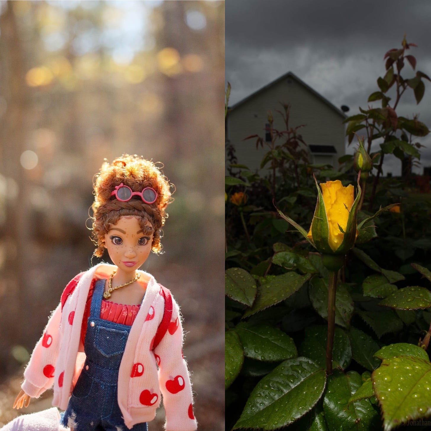 on the left, a doll outside on a sunny day. on the right a yellow rose in a garden
