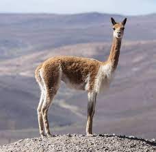 Vicuña – Aqvarossa