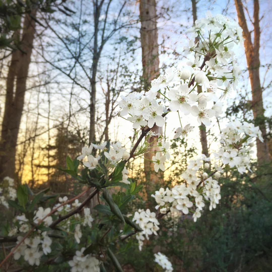 Bradford pear blossoms are virtually indistinguishable from...