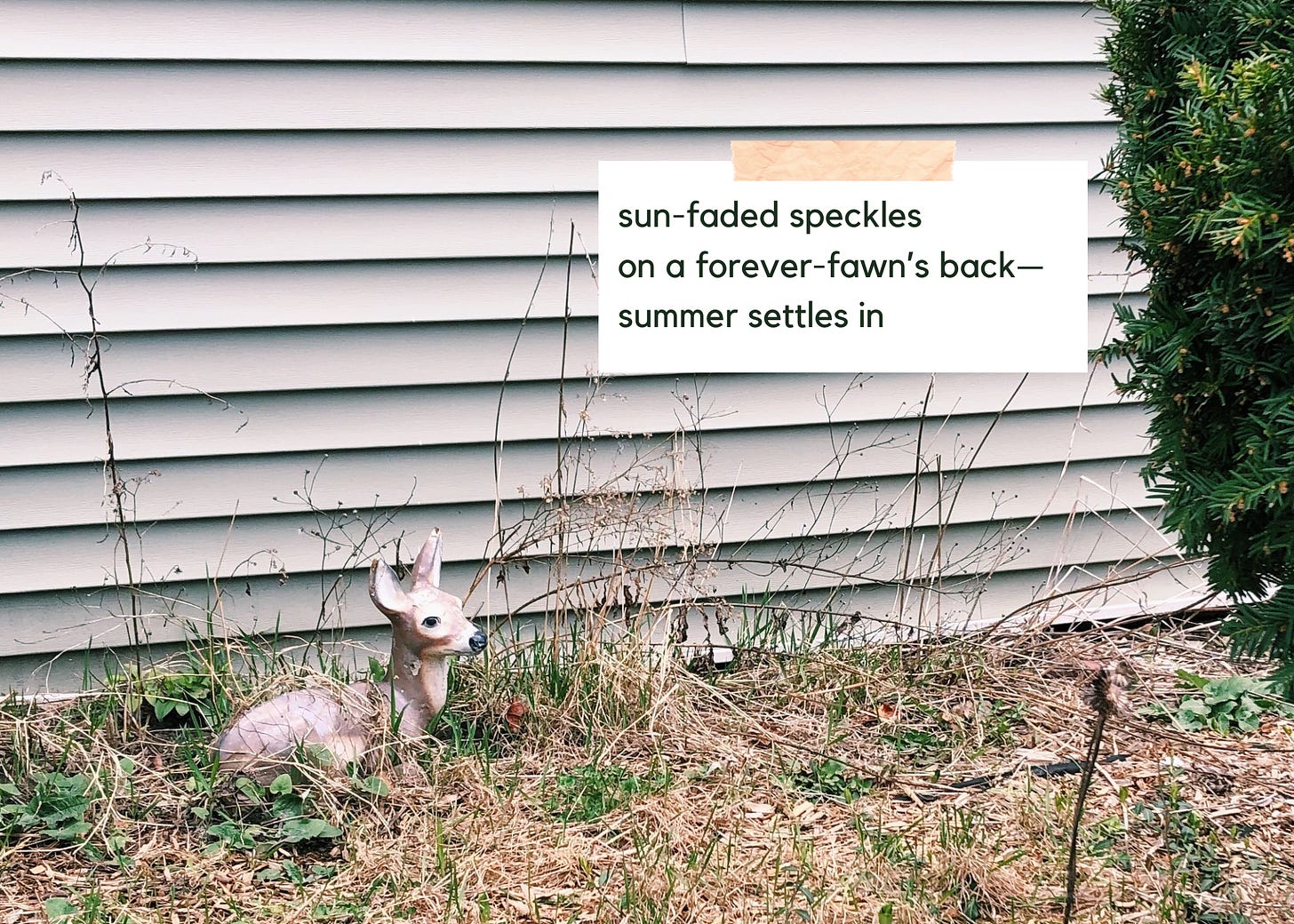 Photo of a forlorn deer statue in a weedy yard. Text reads: "sun-faded speckles / on a forever-fawn's back— / summer settles in"