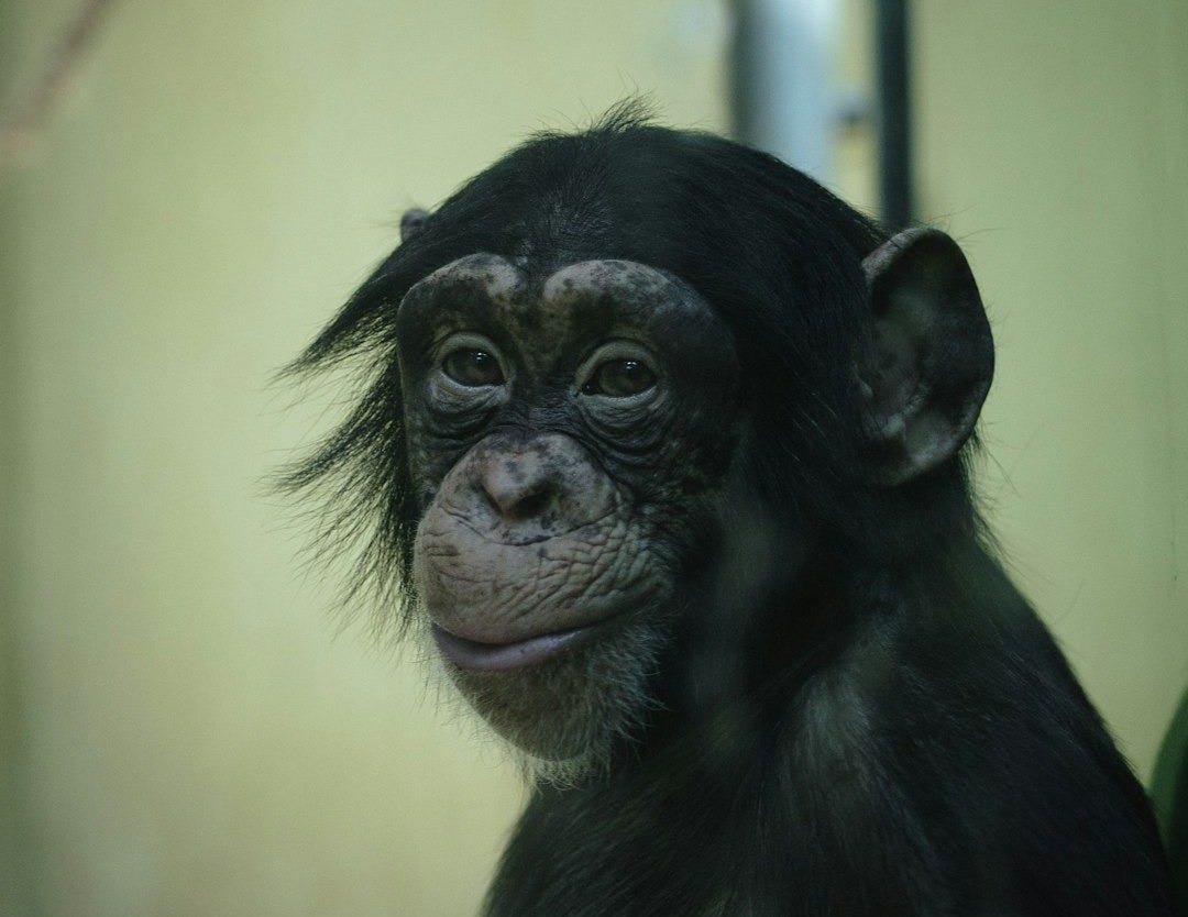 a small monkey sitting on top of a table