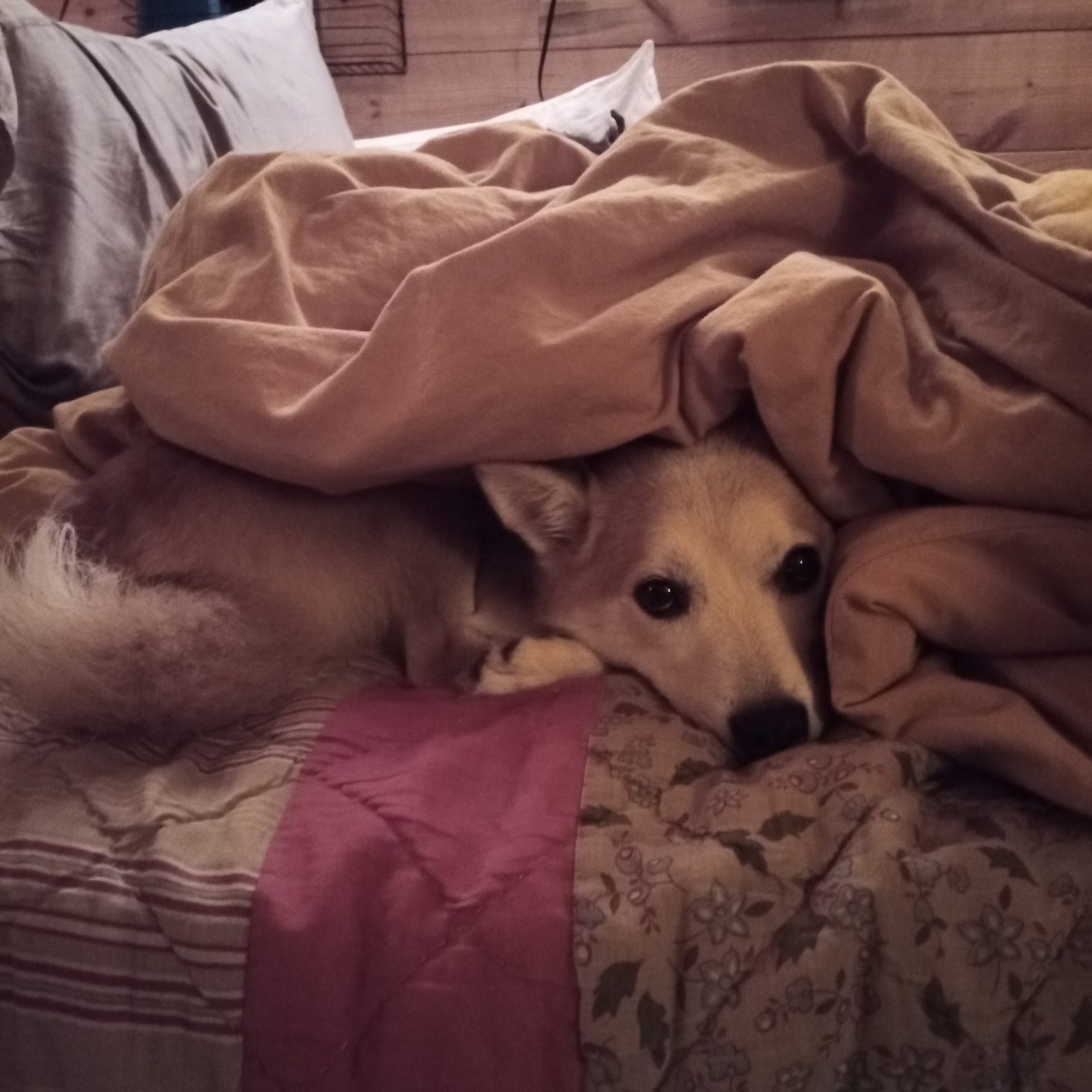 Shiba Inu under a yellow duvet on a bed. His little face sticking out of the covers.