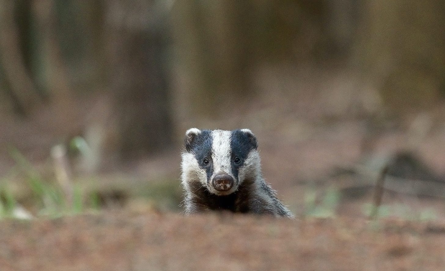 A badger with a white face with black stripes over the eyes and head peeking over a log