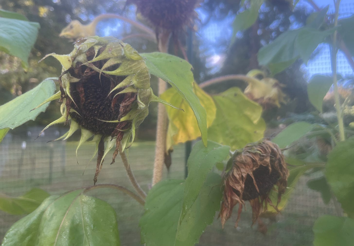 Soggy and droopy sunflower heads.